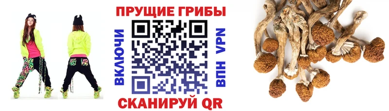 Галлюциногенные грибы GOLDEN TEACHER Тверь